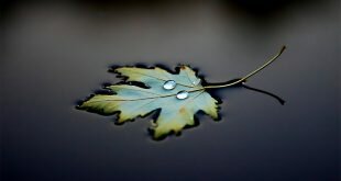 Two drops on floating leaf Wallpaper