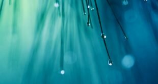Water droplets on the tips of the needles Wallpaper