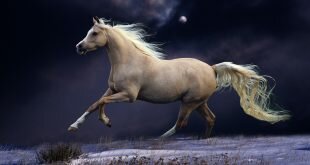 White horse on a snow-covered field HD Wallpapers