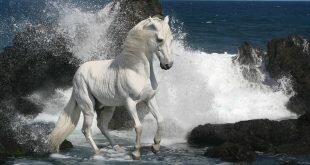 White horse on the sea shore HD Wallpapers