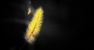 Yellow Shaggy Spike on a Black Background Wallpaper