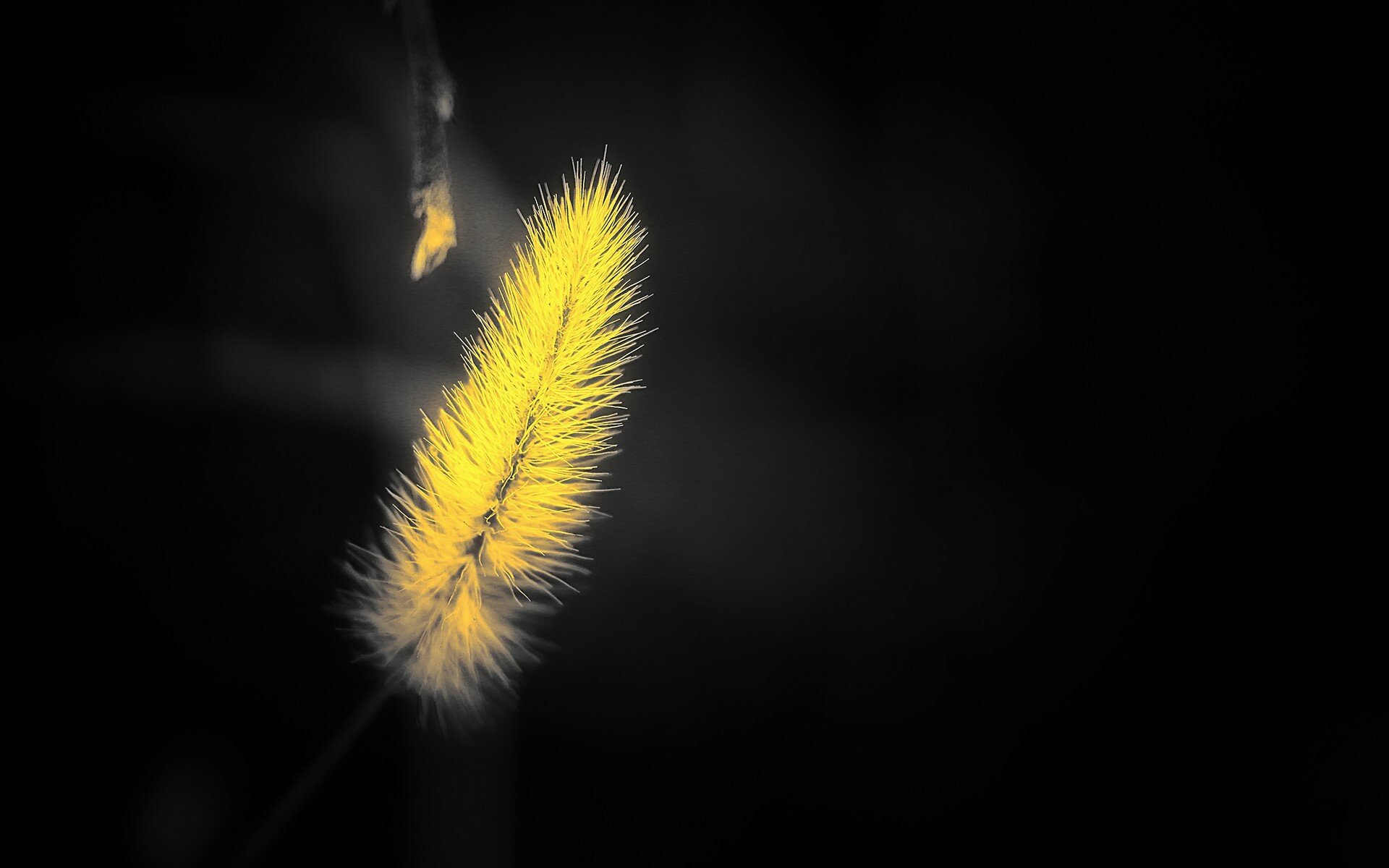 Yellow shaggy spike on a black background Wallpaper photo