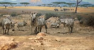 Zebras in Sahara Wallpaper