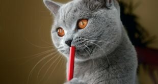 Beautiful British cat thinking HD Wallpapers