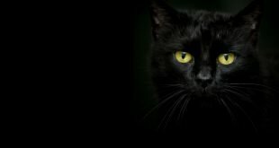 Beautiful black cat on a dark HD Wallpapers