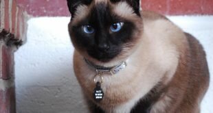Beautiful blue-eyed Siamese cat HD Wallpapers