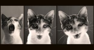 Beautiful cat and his facial expressions HD Wallpapers