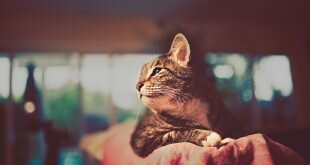Beautiful cat resting HD Wallpapers