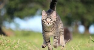 Beautiful cat runs to the host HD Wallpapers