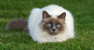 Beautiful fluffy Siamese cat on grass HD Wallpapers