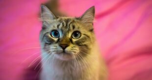 Beautiful fluffy cat on a pink background HD Wallpapers