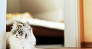 Beautiful fluffy cat stares HD Wallpapers