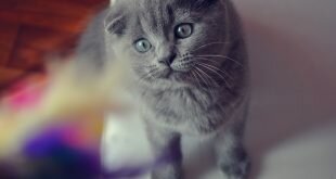 Beautiful gray Scottish Fold cat with gray eyes HD Wallpapers
