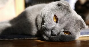 Beautiful gray Scottish Fold cat with red eyes HD Wallpapers