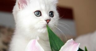 Beautiful kitten with gray eyes and a flower HD Wallpapers