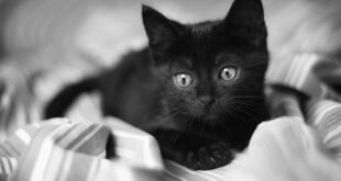 Beautiful little black cat lying on the bed HD Wallpapers