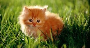 Beautiful little red cat on grass HD Wallpapers