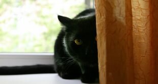 Black Cat thinks that it is not visible HD Wallpapers