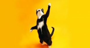 Black-and-white cat dancing HD Wallpapers