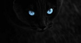 Black cat with blue eyes HD Wallpapers