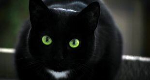 Black cat with green eyes and a white spot HD Wallpapers