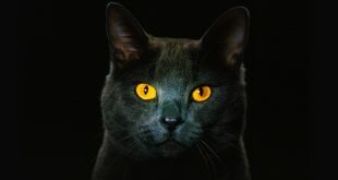 Black cat with red eyes HD Wallpapers