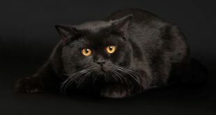 Black cat with yellow eyes HD Wallpapers