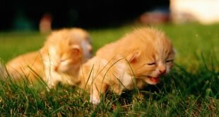 Blind kittens looking for mom HD Wallpapers