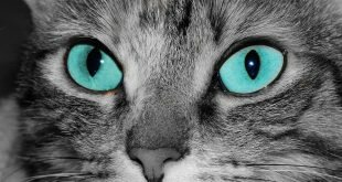 Blue-eyed cat HD Wallpapers