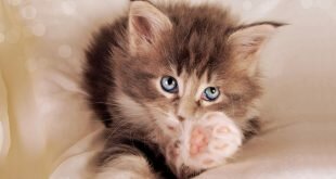 Blue-eyed kitten stretches to the owner HD Wallpapers
