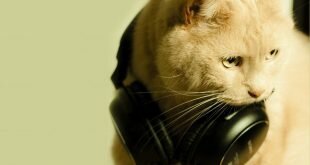Bright cat in black headphones HD Wallpapers