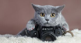 British cat and a camera Zenith HD Wallpapers