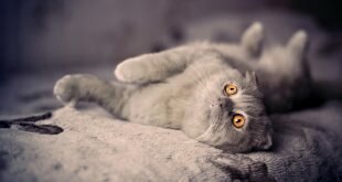 British lop-eared cat HD Wallpapers