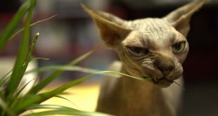 Canadian Sphynx HD Wallpapers