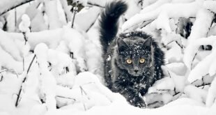 Cat among the snow-covered branches HD Wallpapers