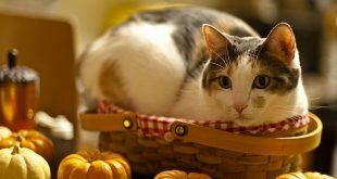 Cat and Basket HD Wallpapers