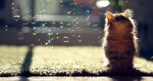 Cat and bubbles HD Wallpapers