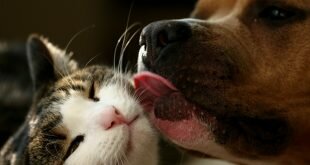 Cat and dog, a true friendship HD Wallpapers