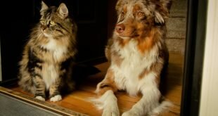 Cat and dog friends HD Wallpapers