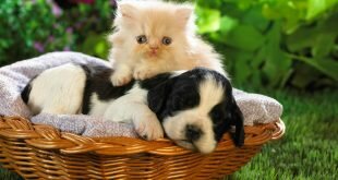 Cat and dog in the basket HD Wallpapers