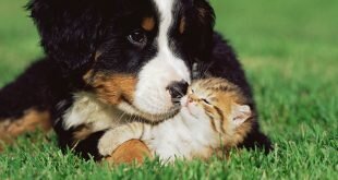 Cat and dog on the lawn HD Wallpapers
