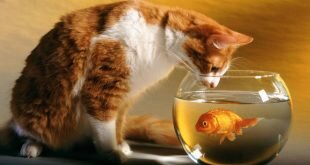 Cat and fish HD Wallpapers