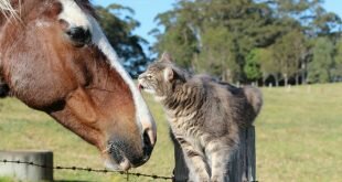 Cat and horse HD Wallpapers