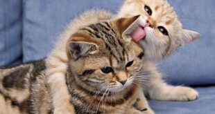 Cat and kitten HD Wallpapers