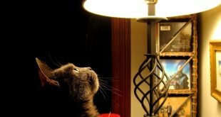 Cat and lamp HD Wallpapers