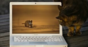 Cat and mouse on the laptop screen HD Wallpapers