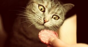 Cat and tasty sausage HD Wallpapers