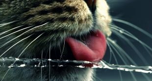 Cat catches tongue water jet HD Wallpapers
