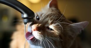 Cat drinking water from a faucet HD Wallpapers