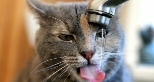 Cat drinks water from the tap HD Wallpapers